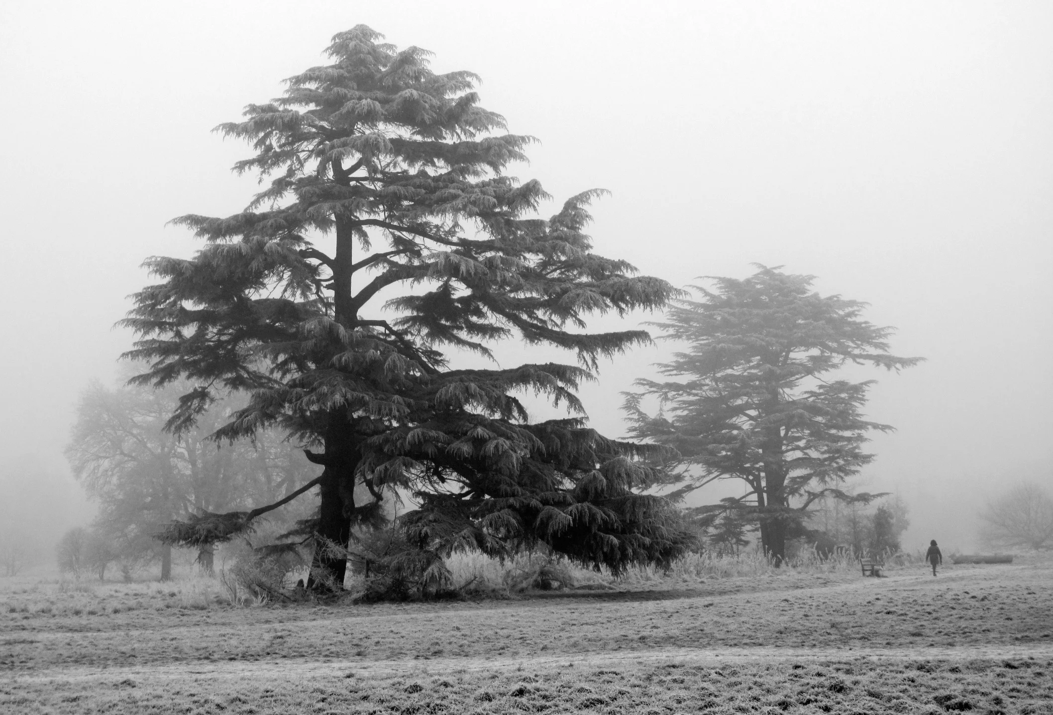 fog Park tree bw.jpg