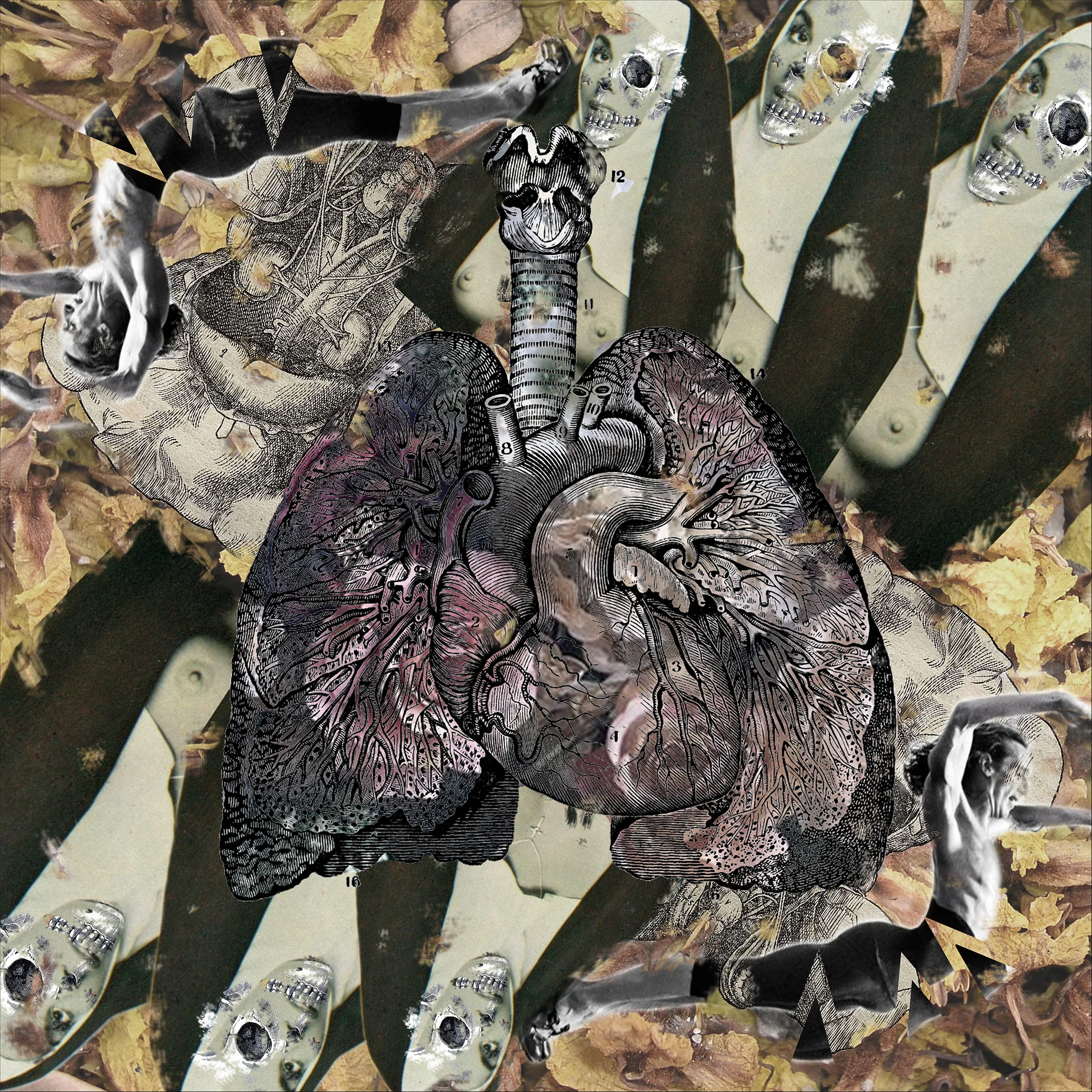 organs copy.jpg