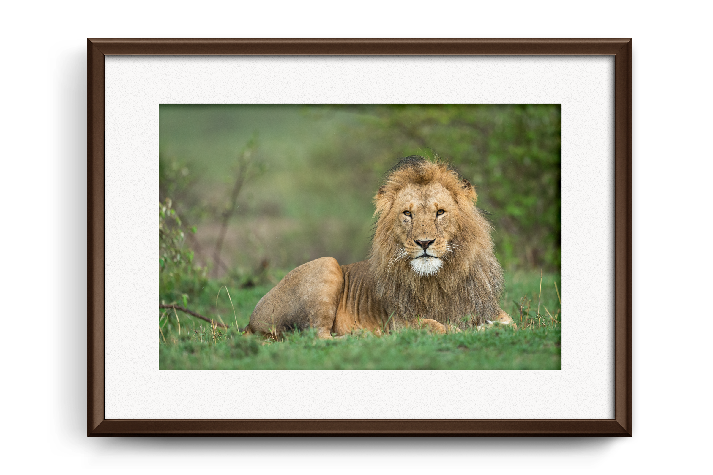 African Lion