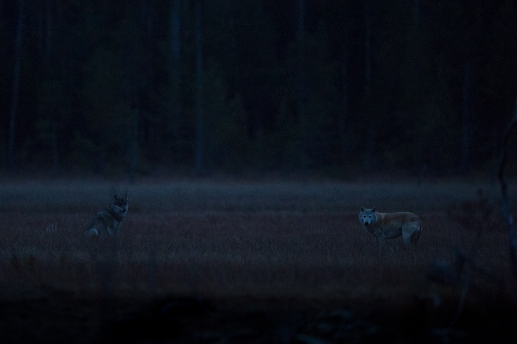 To the left Gandalf the Alpha male and to the right Lightboy.