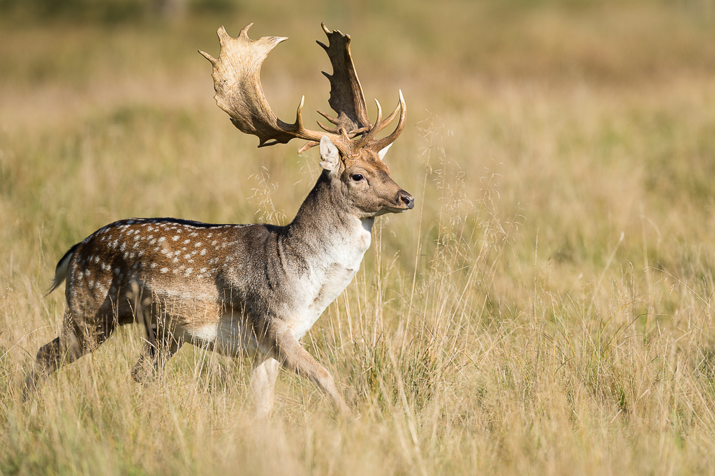 Fallow Deer at Jaegerborg Dyrehave