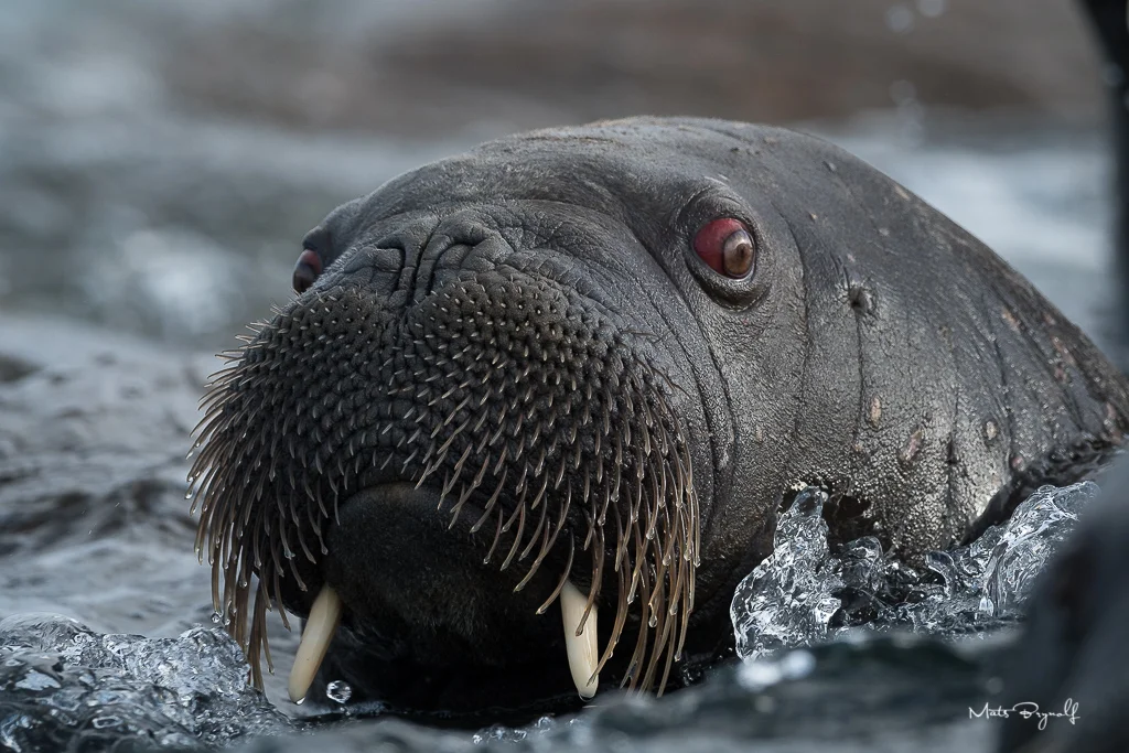 Closeup on Walrus