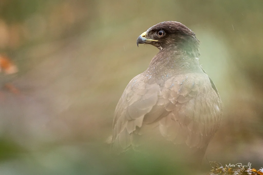 Common Buzzard