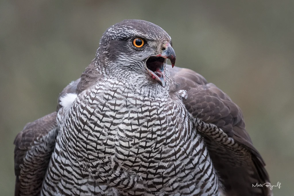Northern goshawk