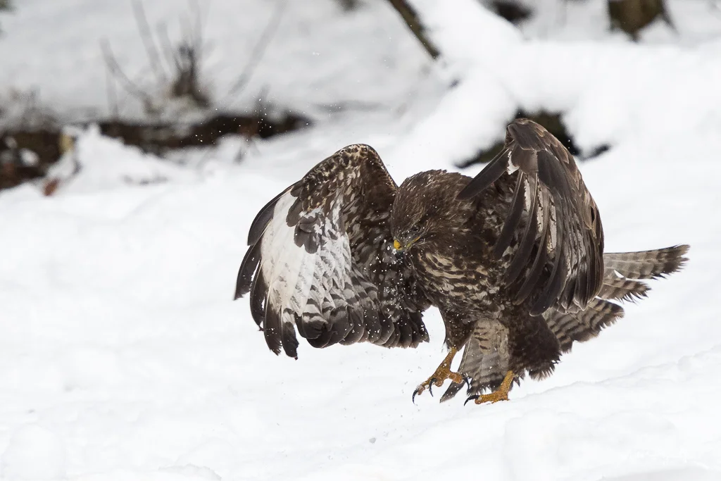 Common Buzzard