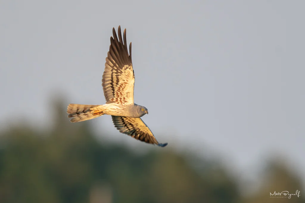 Montagu's harrier