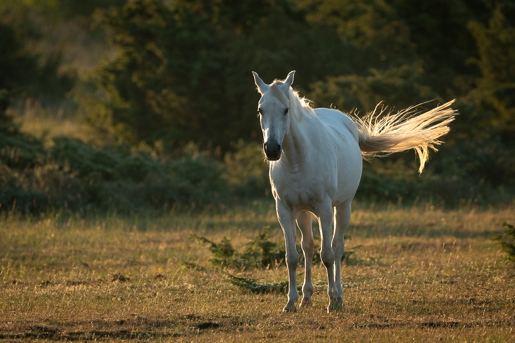 Horse in morning light