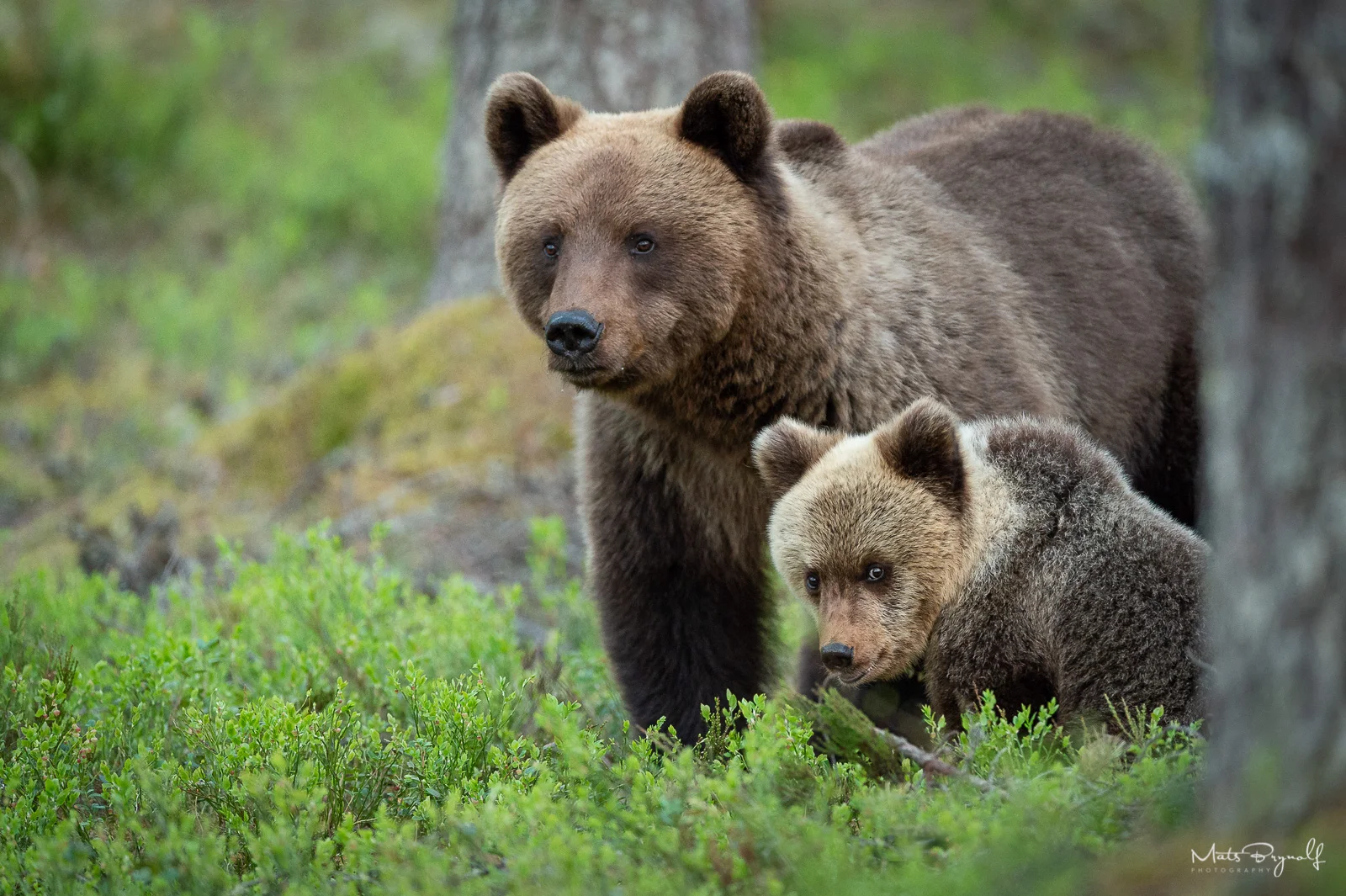 Yearling and it's mother