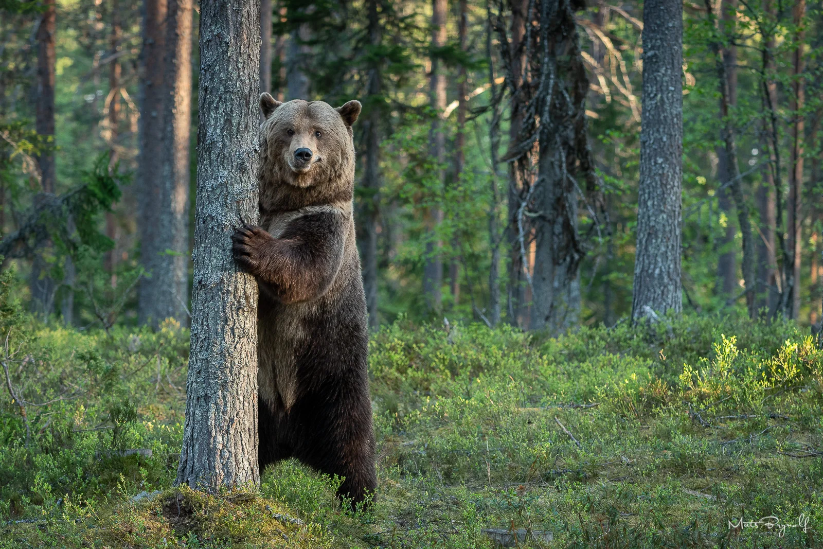 Curious bear trying to figuare out what our hides are