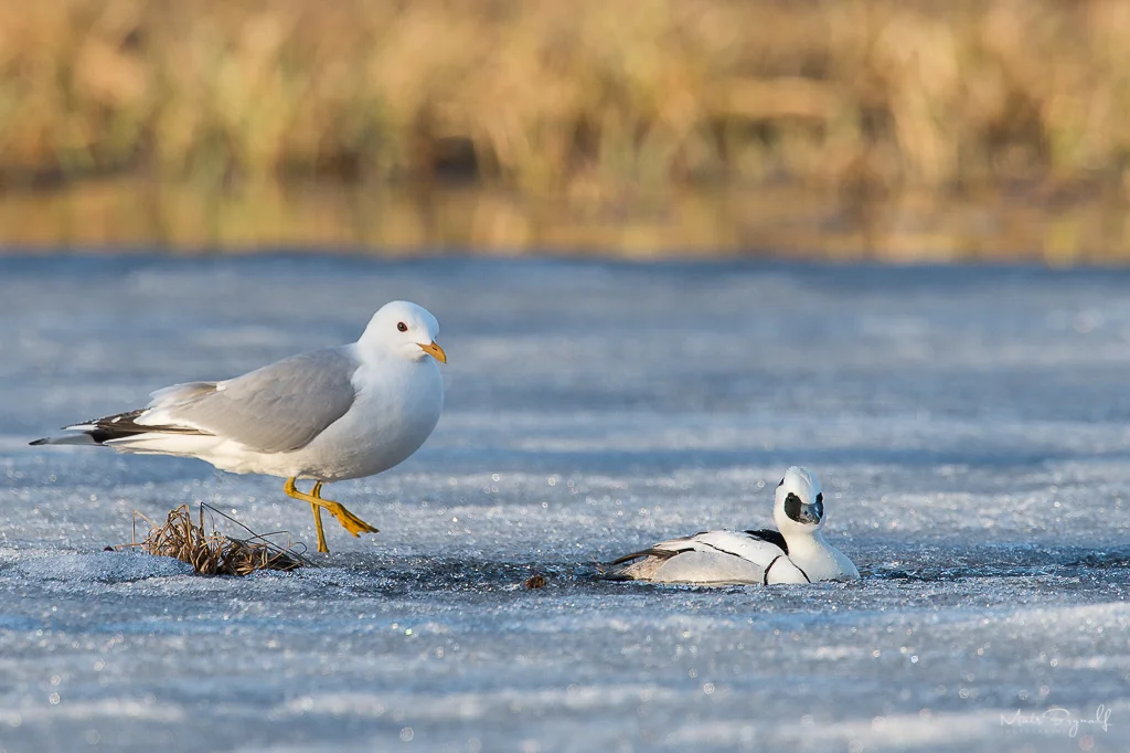 European herring gull and Smew