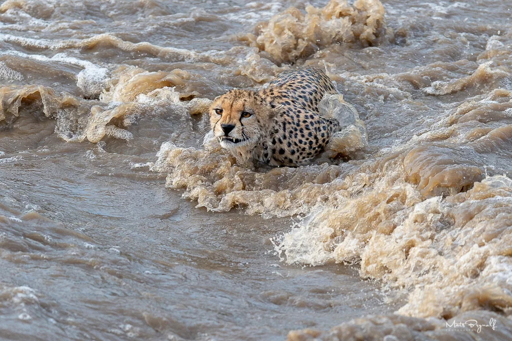 Cheeta crossing Talek River