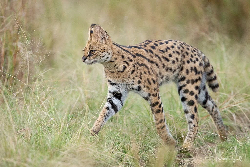 Serval Cat