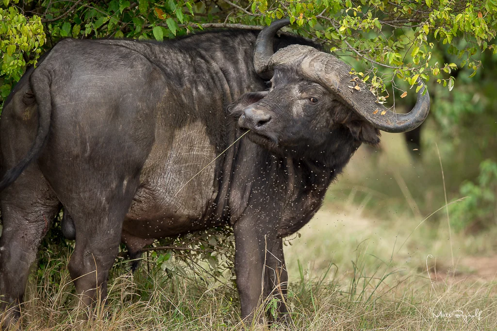 African Buffel