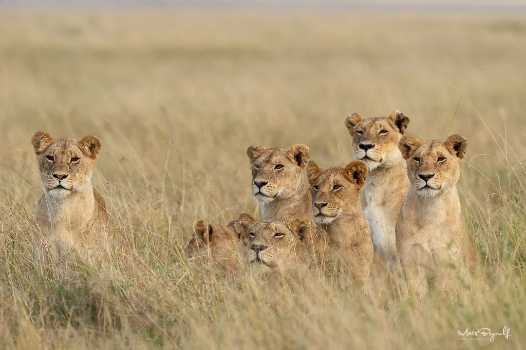 Lion Pride waking up in morning light.