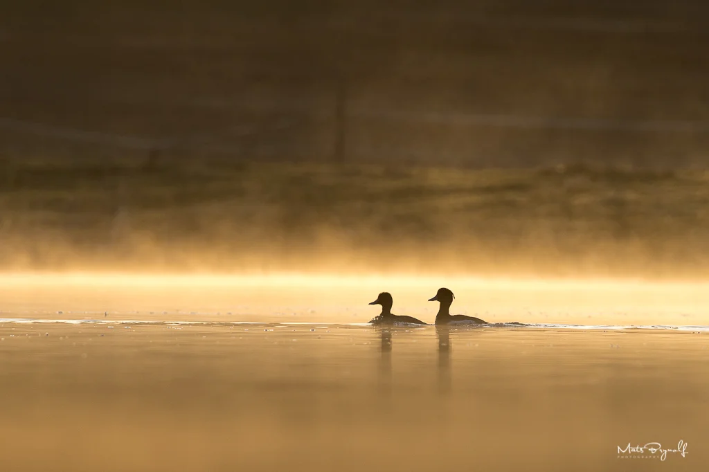 Early spring morning in small pond. I took this image just as the sun came up and two tufted ducks swam past. f6.3, 1/1250sec, ISO 400