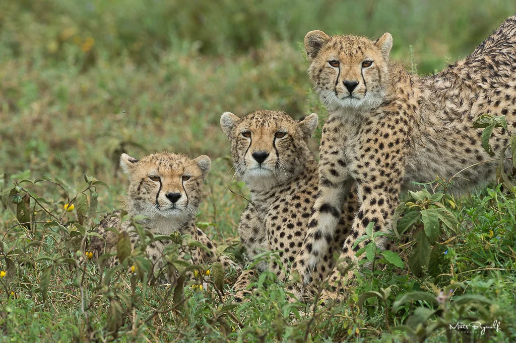 I spent a whole day with a cheetah family in the Serengeti. What a memory, seeing them resting, sleeping, playing and jumping on our car. One cheetah almost ended up in our car. I guess he was just curious. f8, 1/400sec, ISO 1250