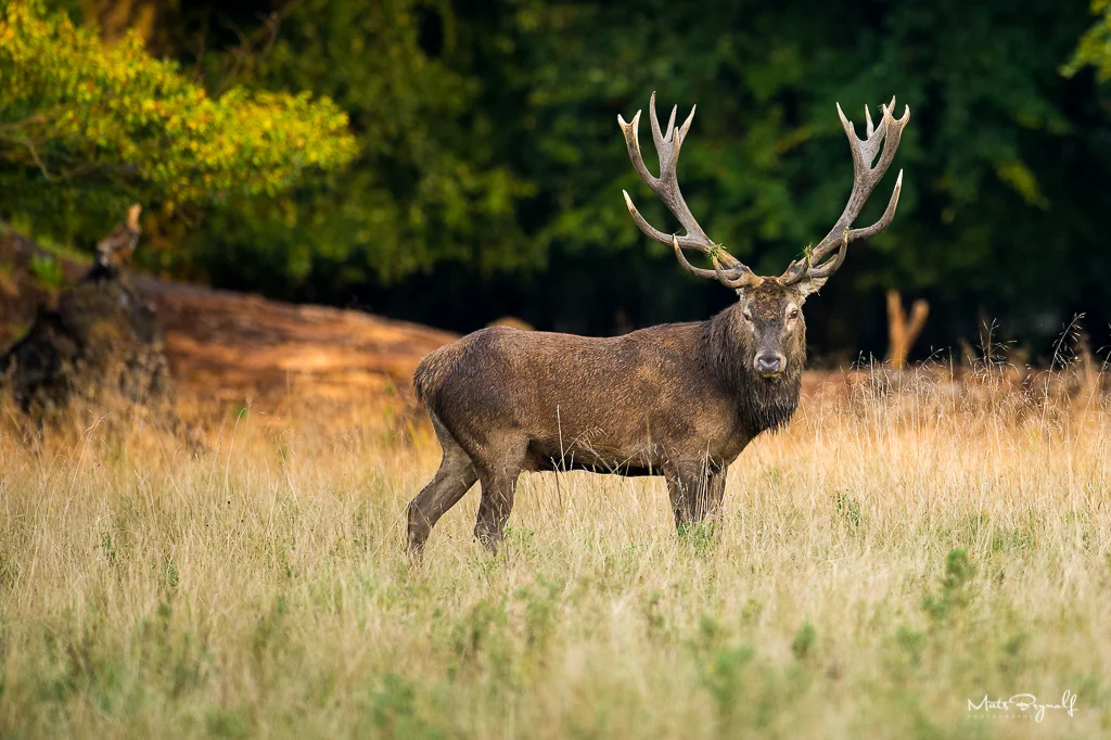 A beautiful Red Deer walked out from the forest in the late evening light. f4, 1/1000sec, ISO1250