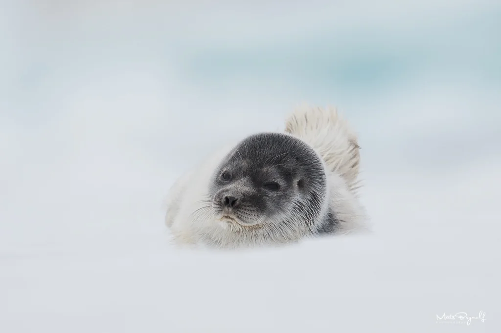 I got a chance to photograph a very young ringed seal in Svalbard. I wanted to get a low angle image so I could get a blurry foreground. f6,3, 1/1250sec, ISO320