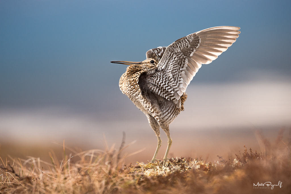 Early morning in June on the mountain the Common Snipe starts to do their mating displays. The stance above is only for a second and is the peak moment. f5, 1/500sec, ISO1600