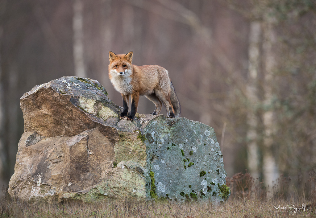 I didn’t expect that. I was photographing eagles and this Red Fox showed up from nowhere. At first he was running around looking for for food. I guess he wasn’t so brave to steel some of the food that was there for the eagles so he decided to jump up on the rock for a better view. I love the pose and the muted colors on this image. f5, 1/500sec, ISO 1600