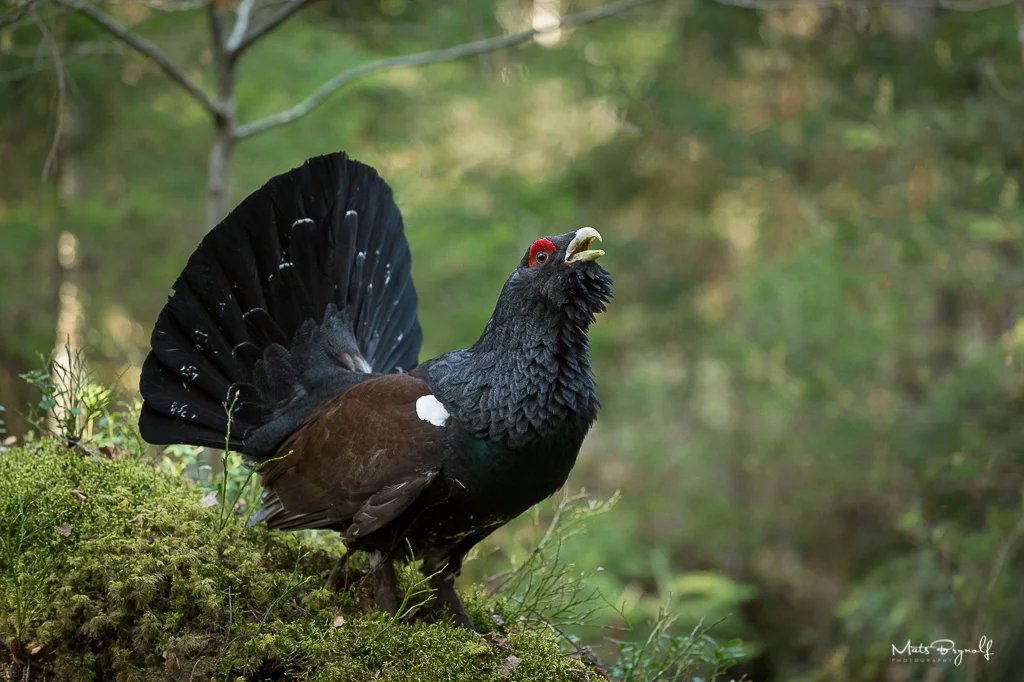 This was an intense moment with the Capercaillie. Talk about a crazy bird when its mating season. It doesn’t matter who is in hes way, he fights anyone how is to close. f5, 1/250sec, ISO 2500