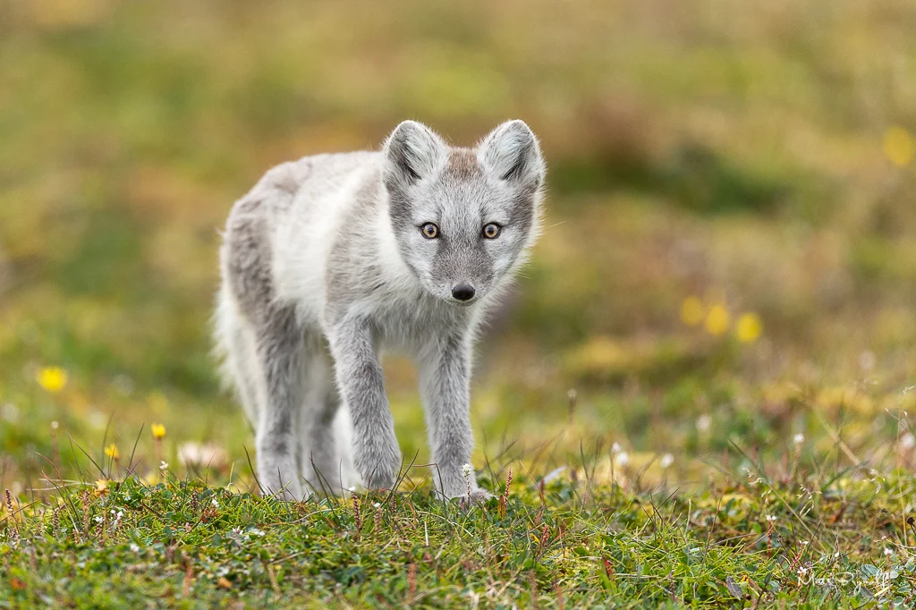 This wasn’t my first time seeing an Artic Fox but it was the first time I could photograph this lovely animal. He come out of nowhere and I guess he was as curious on us as we where on him so stayed very close and around our car for a while. Great moment. f4, 1/2000sec, ISO 800