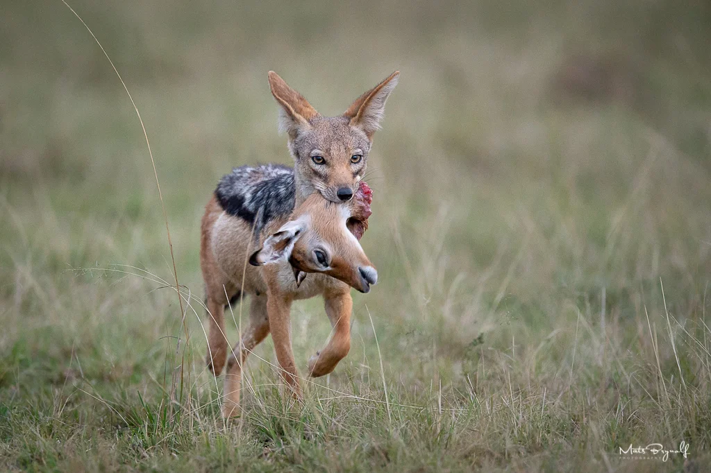 I saw this Blacked-backed Jackal in the distance from my binoculars but I couldn’t make out what was in hes mouth. To my big surprise it was a head of an Impala. f4, 1/250sec, ISO 6400