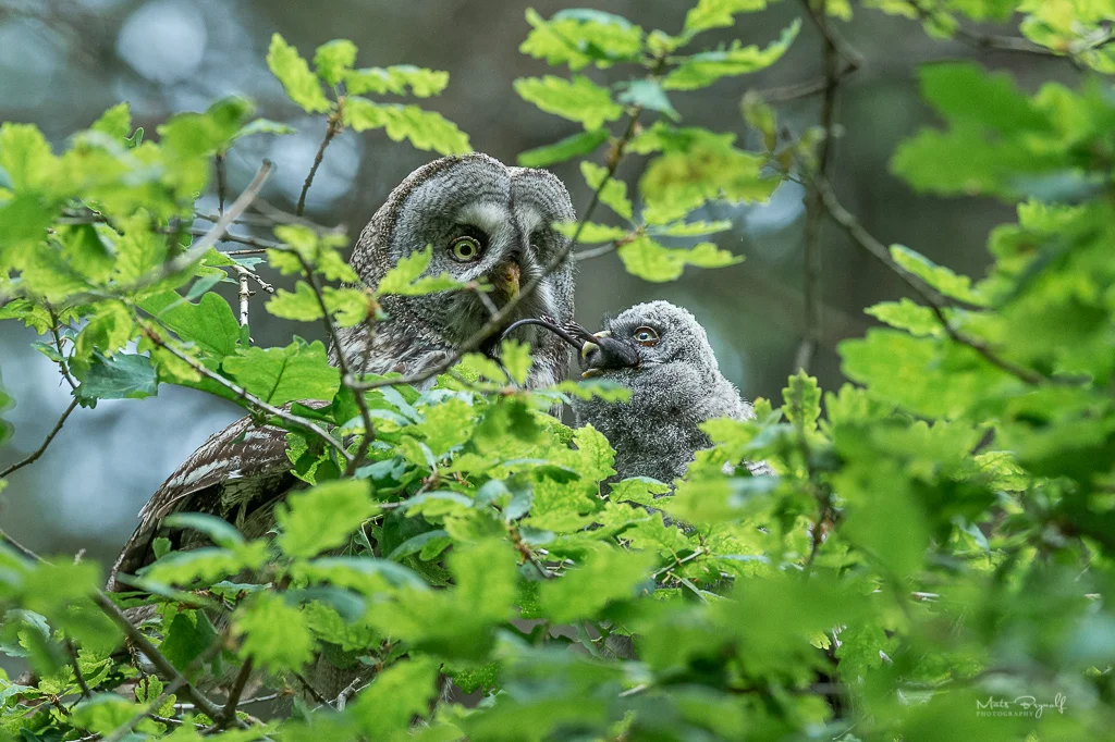 The most serious threat to patch owl is reduced access to dwellings due to logging. It wants high-stemmed spruce forest, preferably next to marshland, Together they take over old buzzards or pigeon hills, or build their nest on top of a tall stump. To summarize. The Great Owl lives a lifelong relationship with its partner and can be about 10-15 years.
