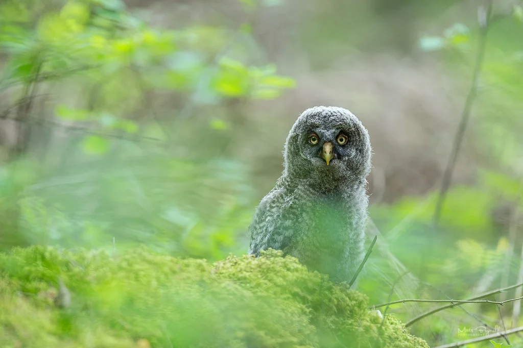 Young juvenile struggling with all bugs and insects in the undergrowth.