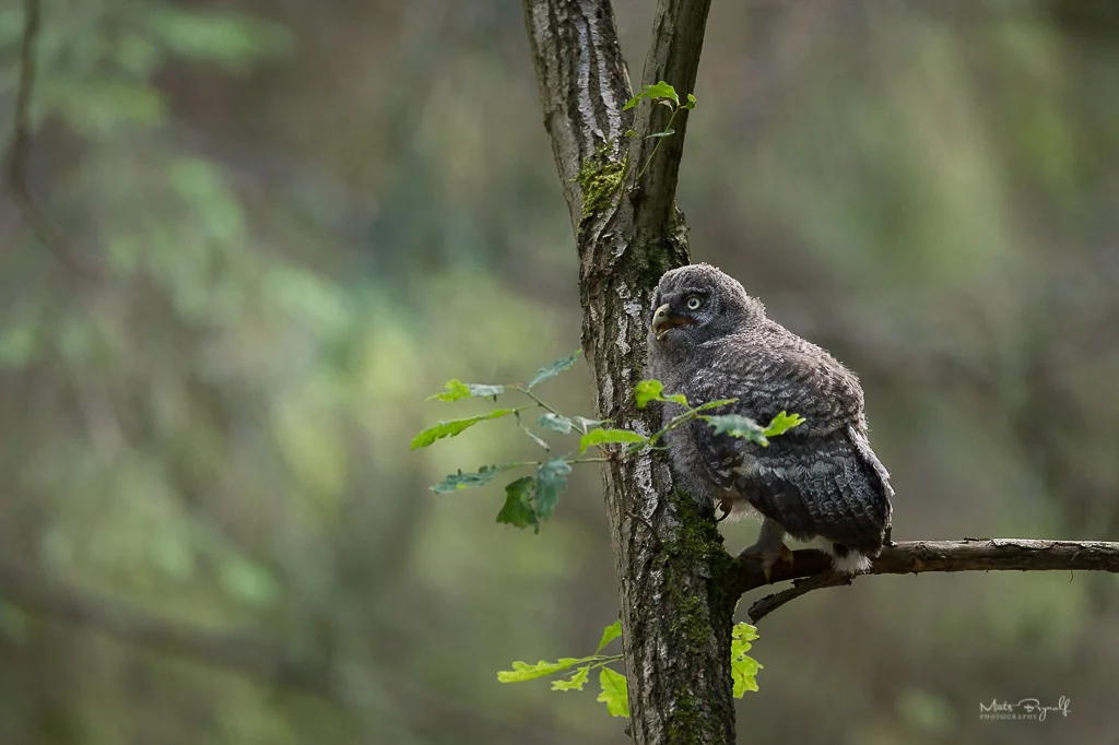 Young juvenile begging for food.