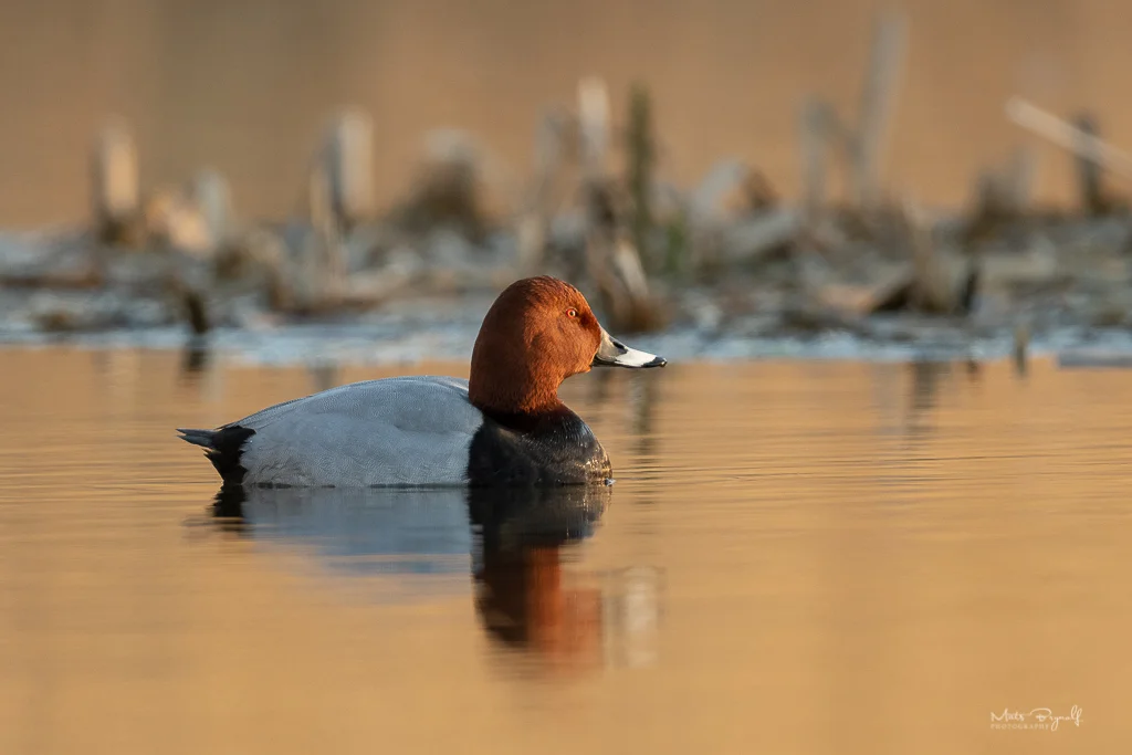 Common pochard