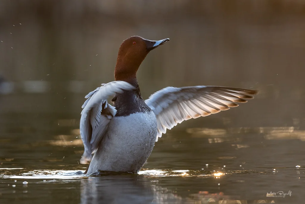 Common pochard.jpg