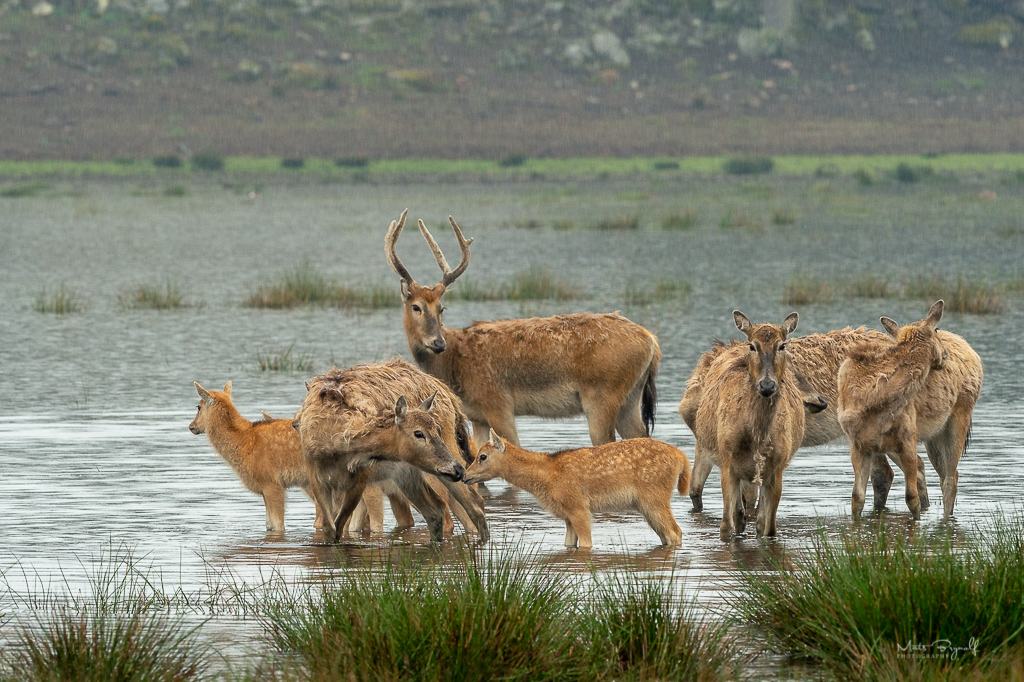 Père David's deer — Mats Brynolf