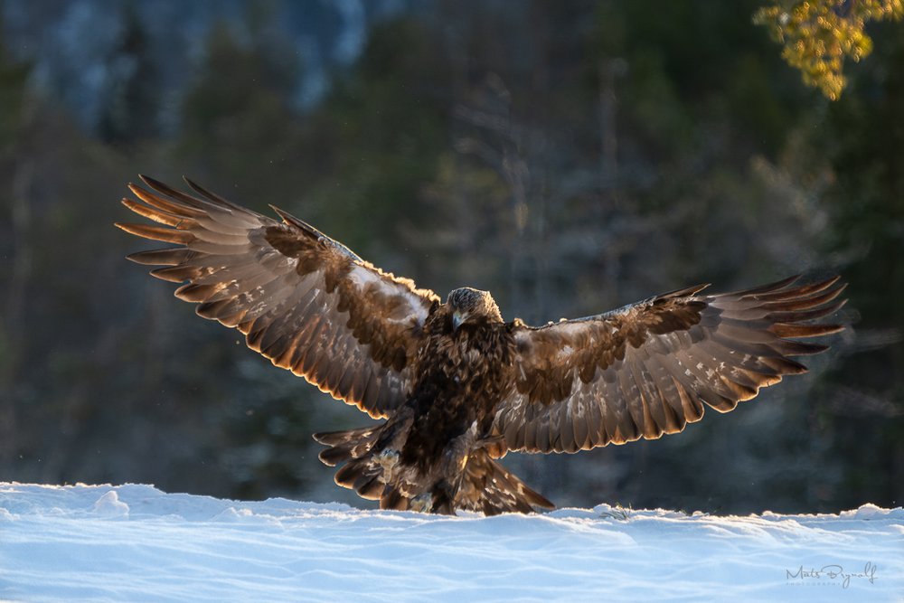 águia dourada fêmea