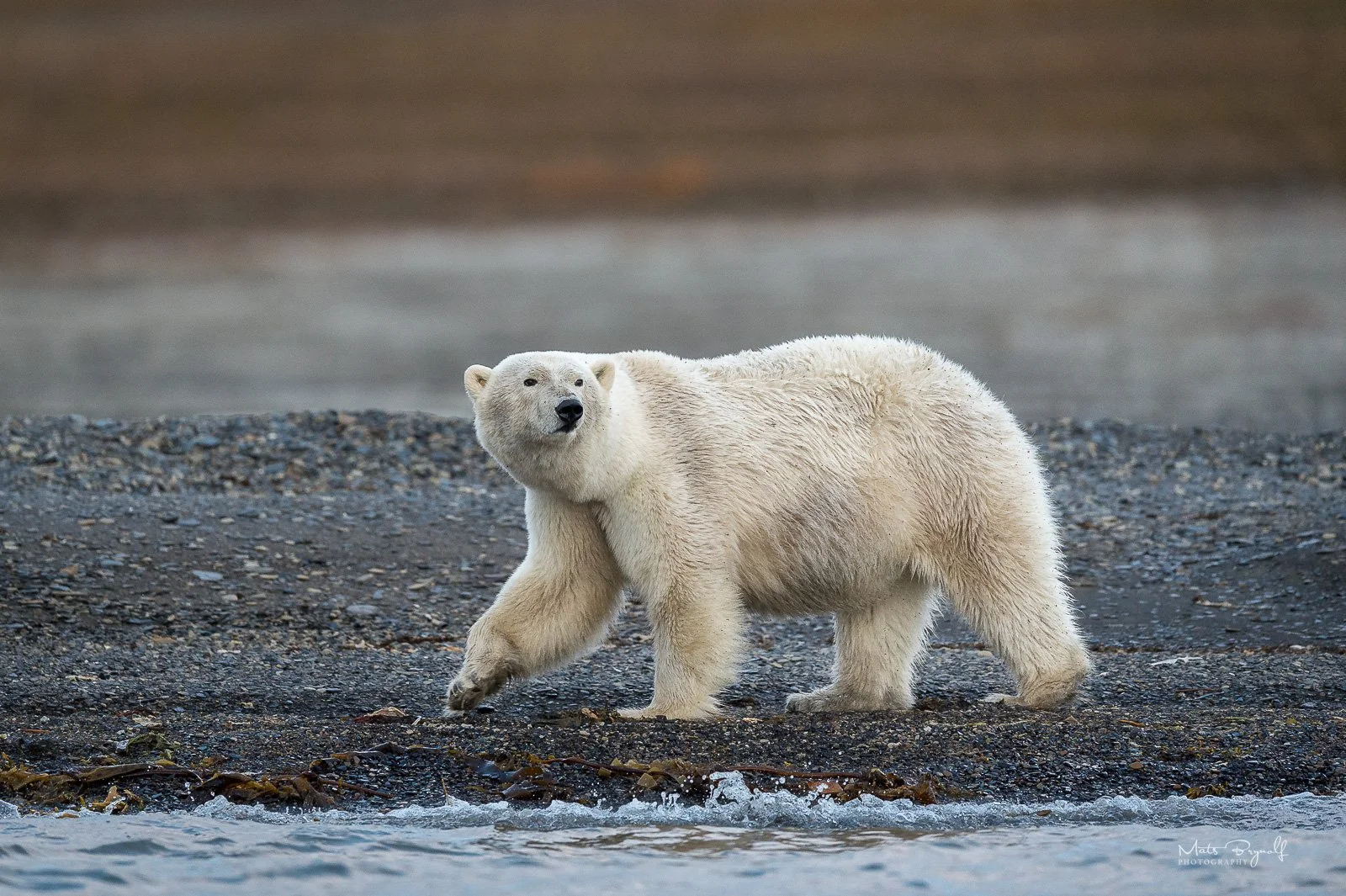 Arctic Wildlife