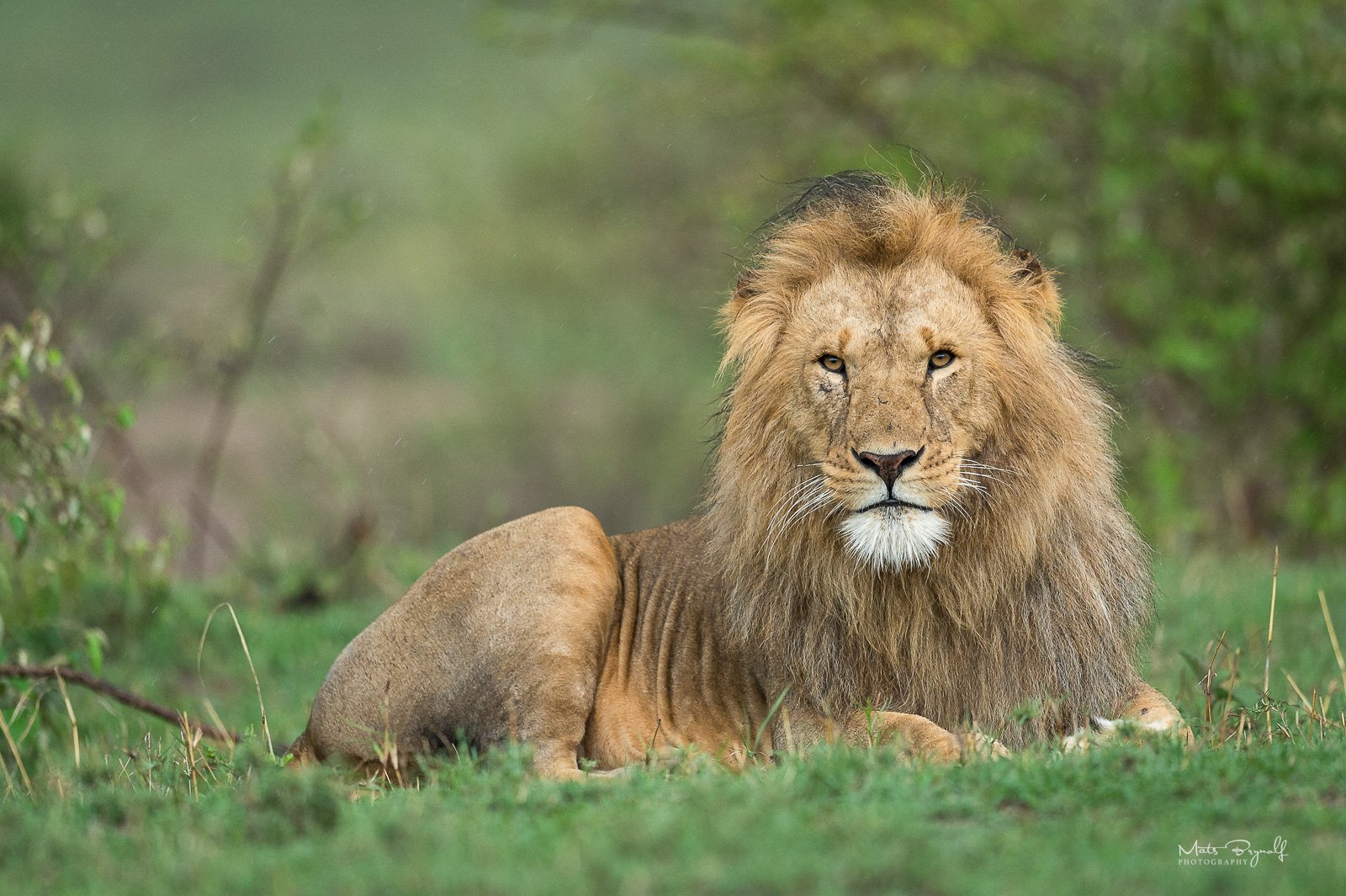 Africa Wildlife