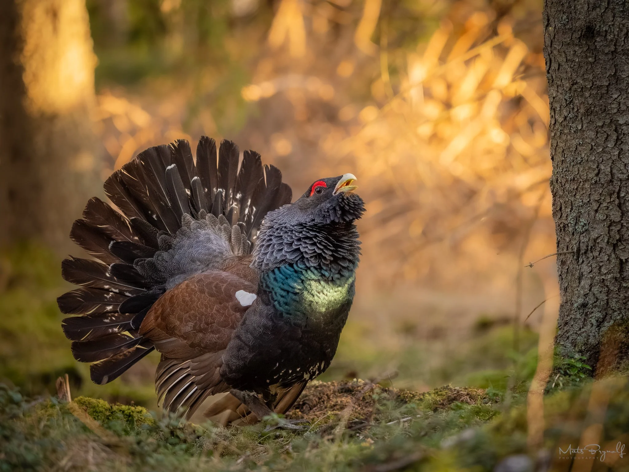 The Crazy Western capercaillie