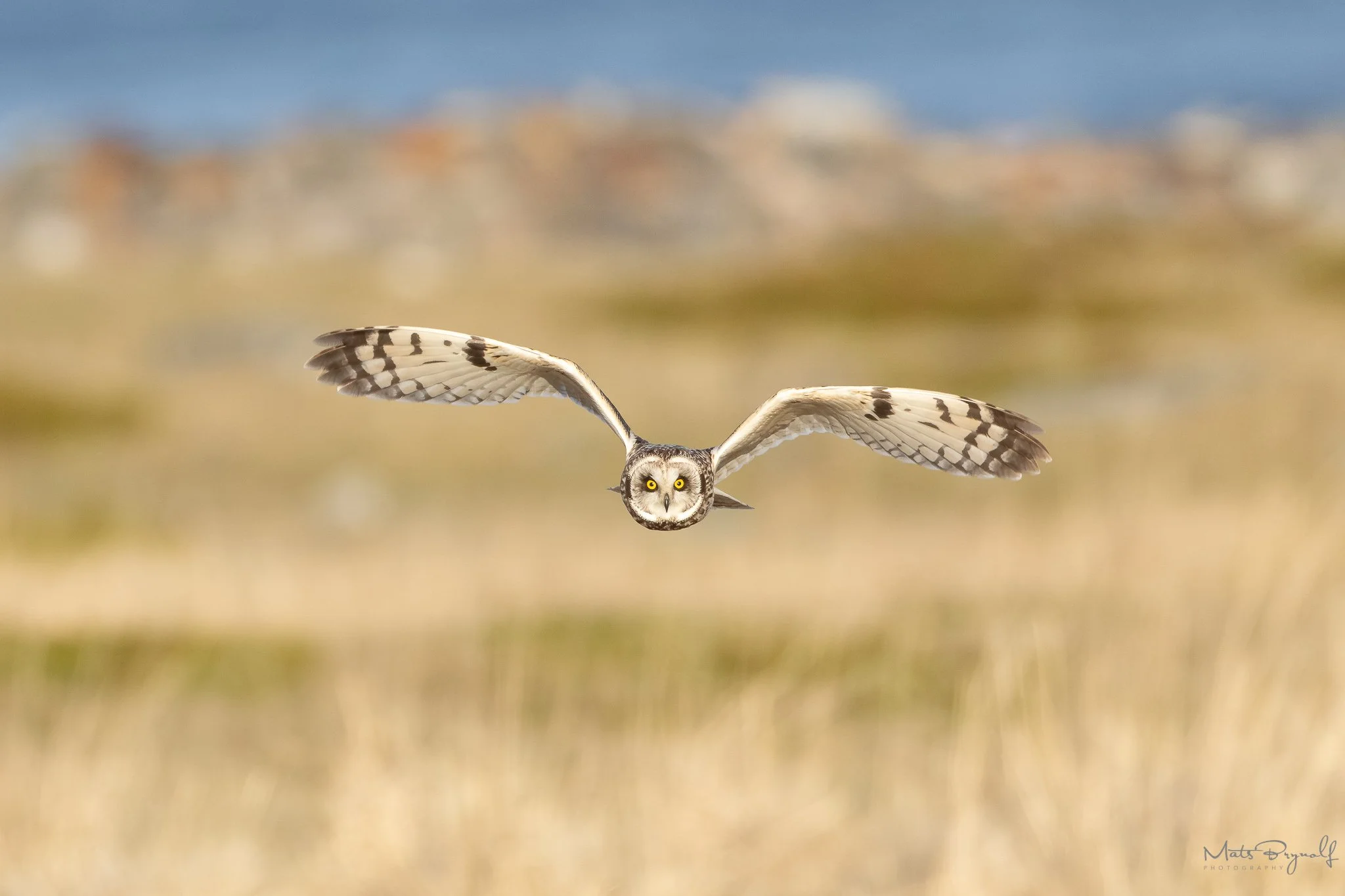 Braving the Arctic Winds: The Short-Eared Owl Bonanza of Varanger