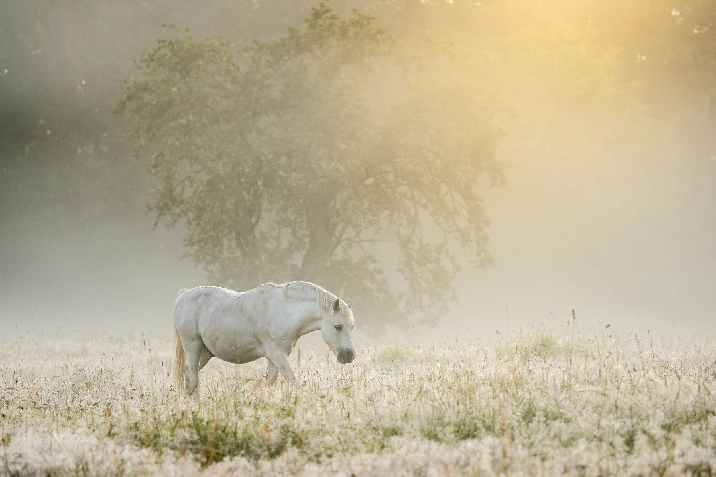 White horse in mist