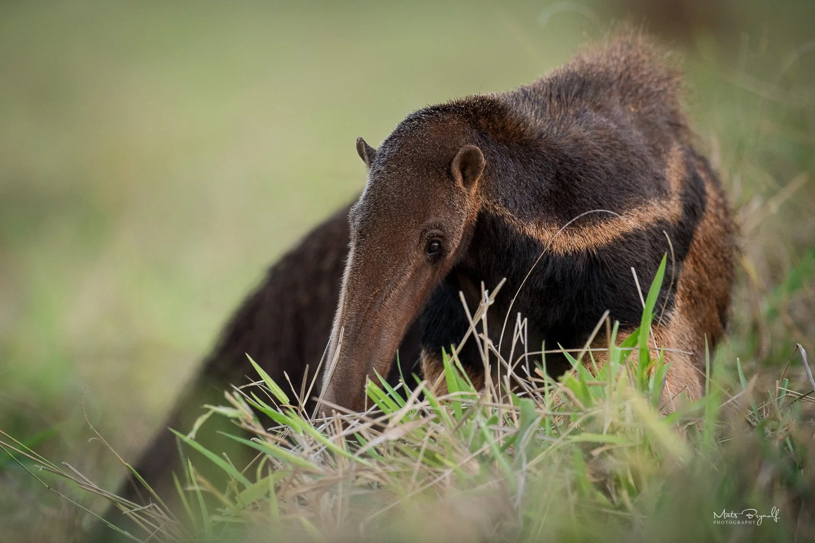 South America Wildlife