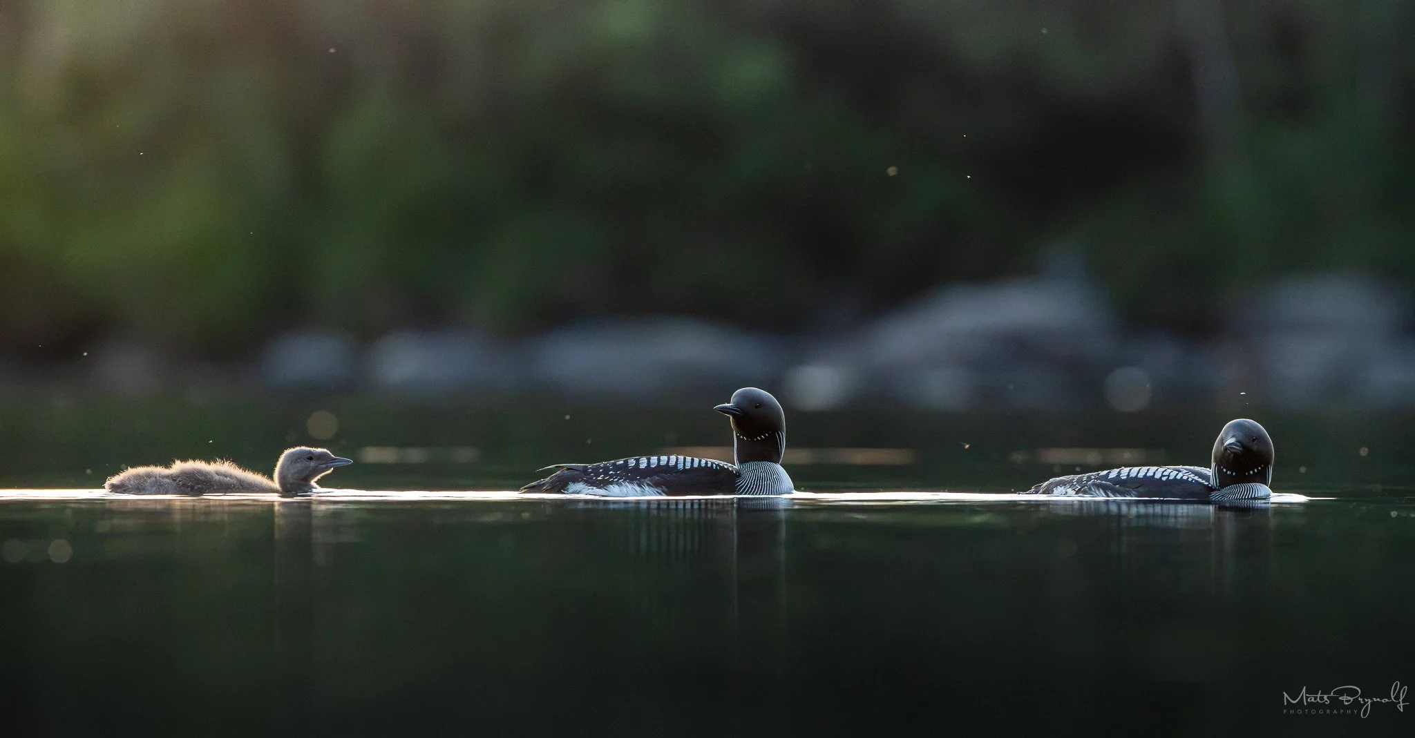 A family of black-throated loons (Gavia arctica)—two adults and one fluffy chick—swimming in a single line across calm, dark water, caught in dramatic rim lighting against a deeply shaded forest shoreline.