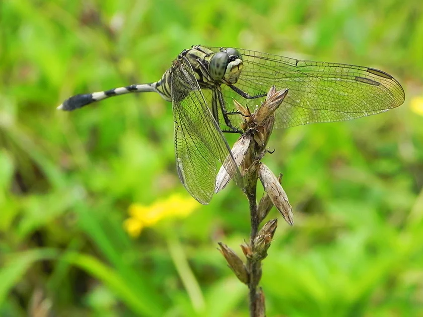 Dragonfly 3.jpg