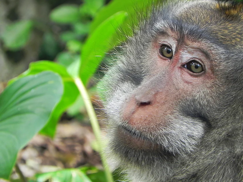 Monkey.jpg