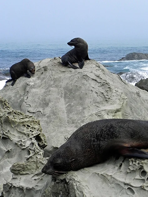 Seal.jpg