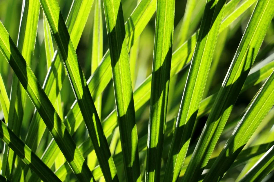 Palm.jpg