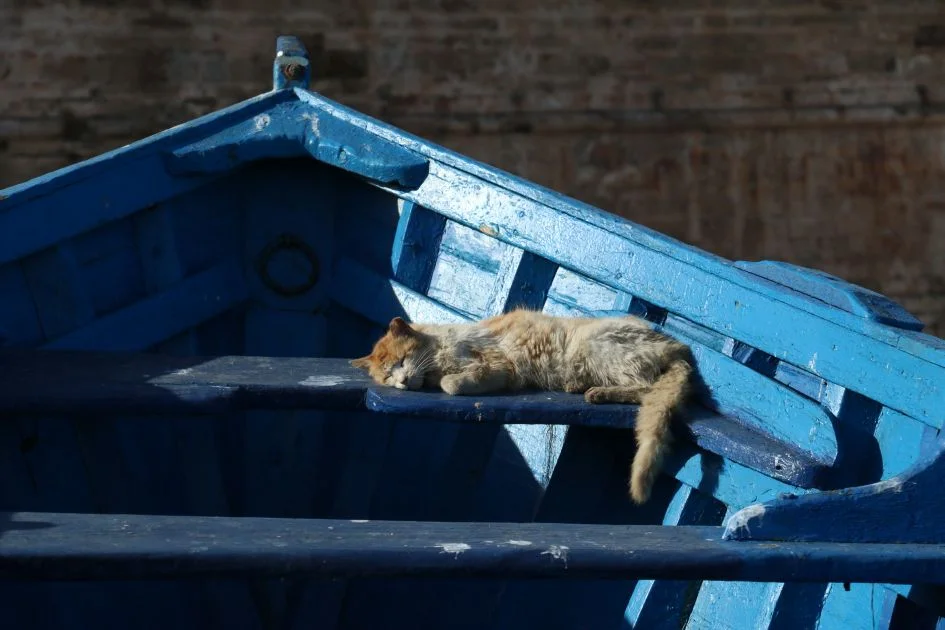 Sleepy-Kitty.jpg
