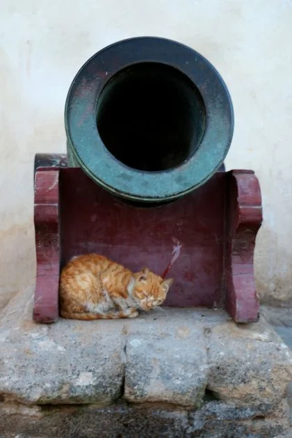 Cat-canon.jpg