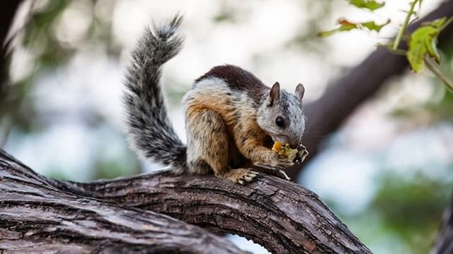 Another new one on my #photography website

#squirrel #lunchtime #centralamerica #puravida #nature #naturephotography