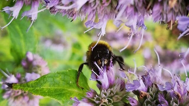 Lunchtime!!! #bumblebee #bee #flower