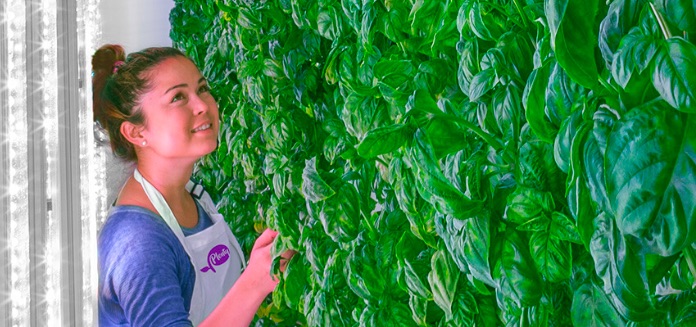 A wall of basil with LED lights on the left